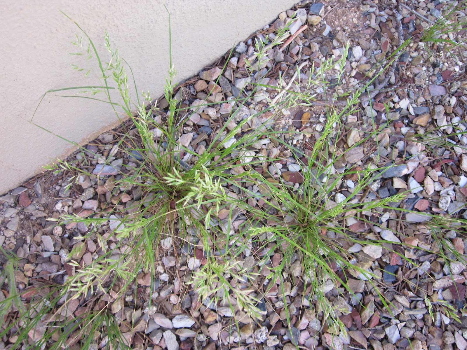 The Burrow Weeds & Flowers It's Springtime in the Desert