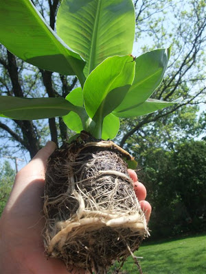 how to grow a banana tree, amazon, order online, 