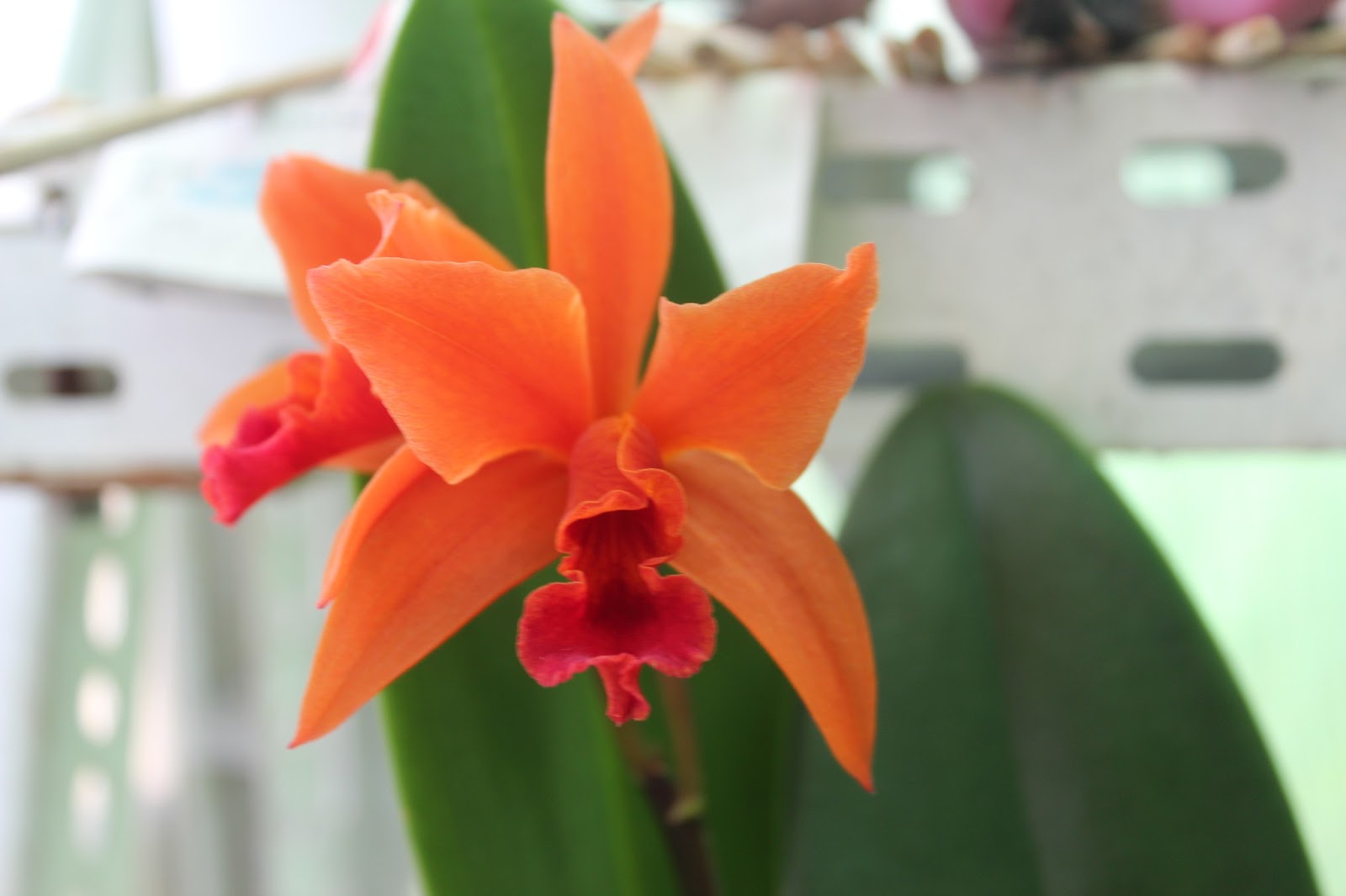 aventura com orquídeas: Cattleya laranja híbrido