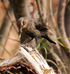 rusty birds flock blackbird vermilon river boomer handsome gone fly almost showing rear final second shot