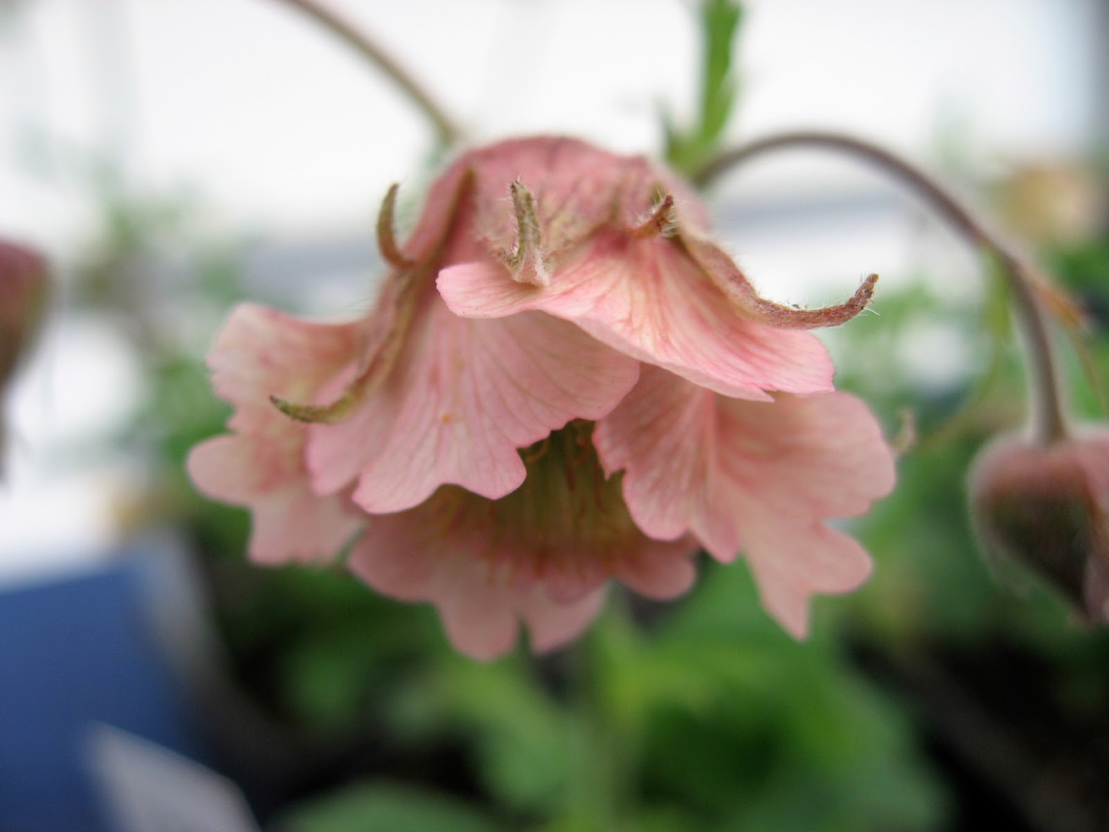 All about plants and more Glorious Geums