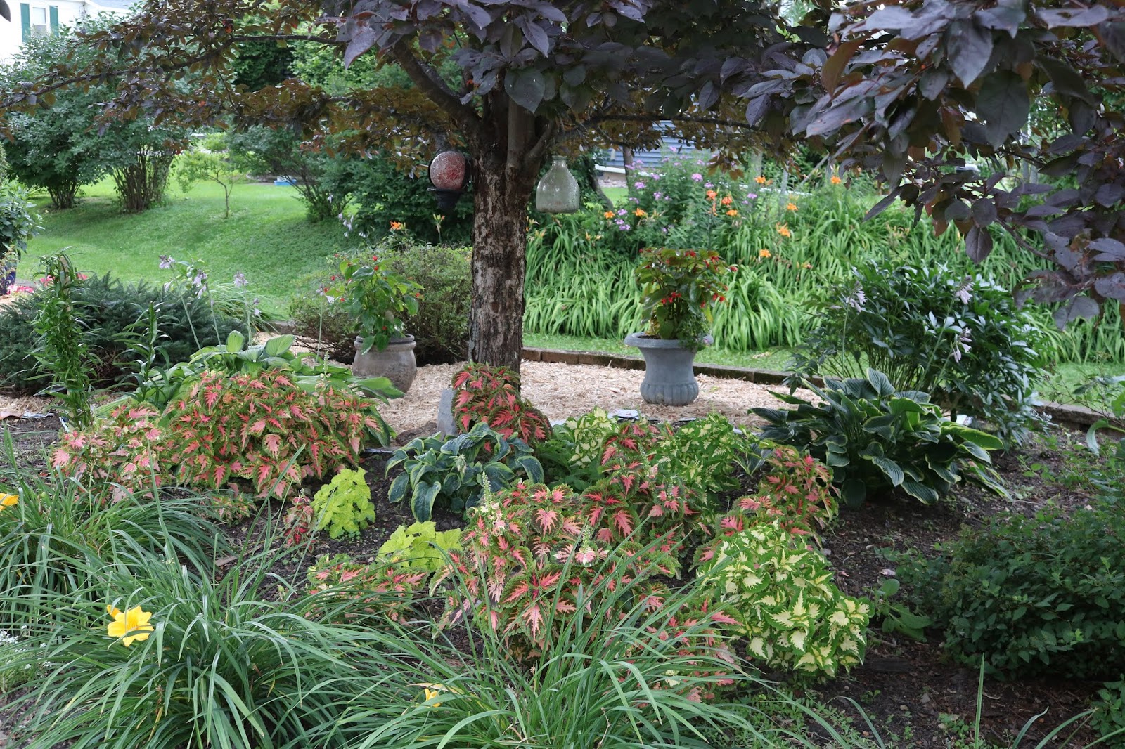 Spotlight On Bobo Hydrangea Youtube