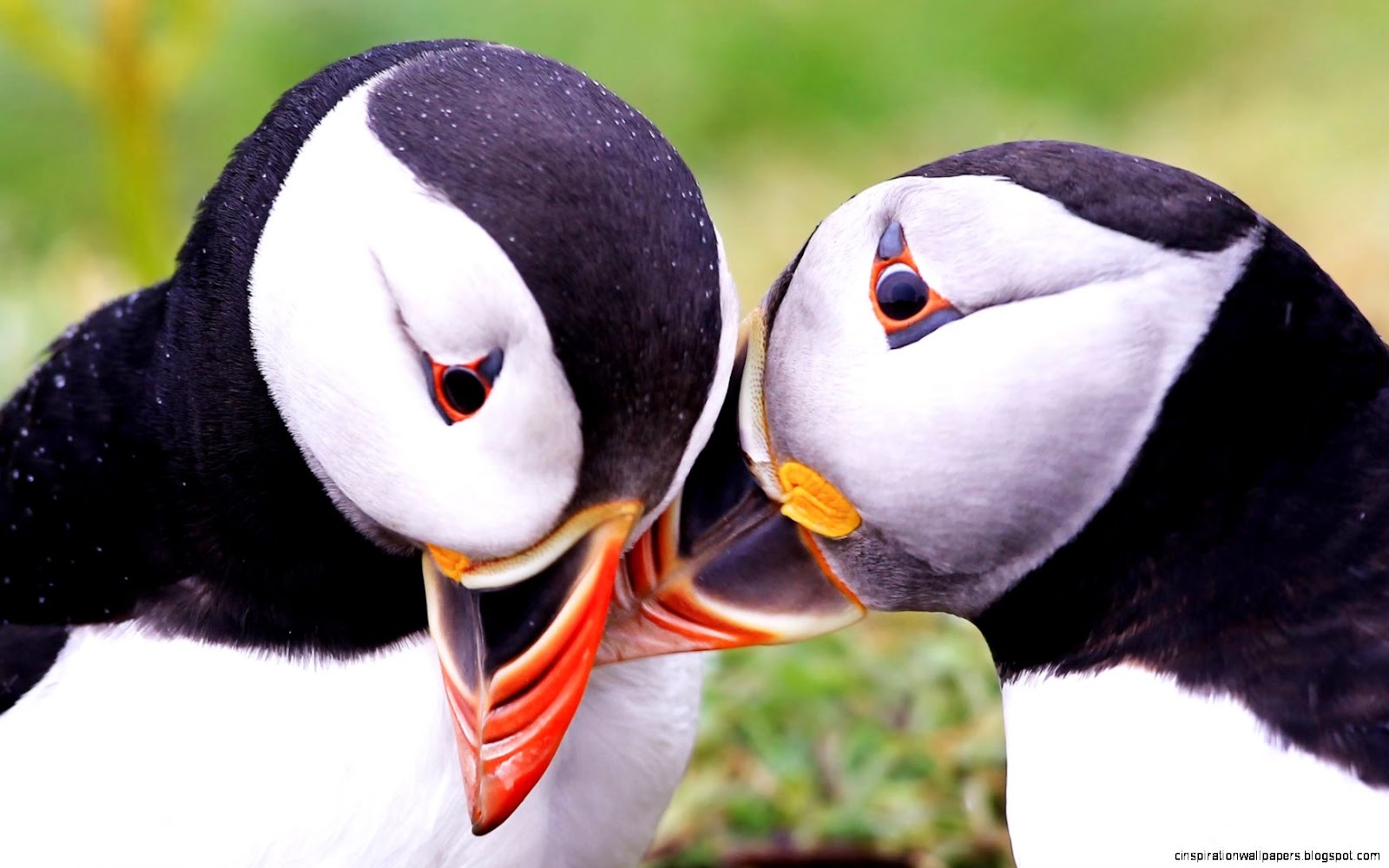Atlantic Puffins Birds