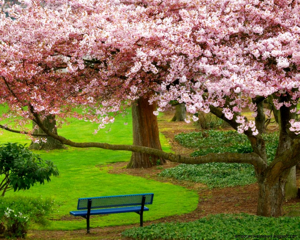 Download Wallpaper 1280x1024 Bench Cherry Garden Spring