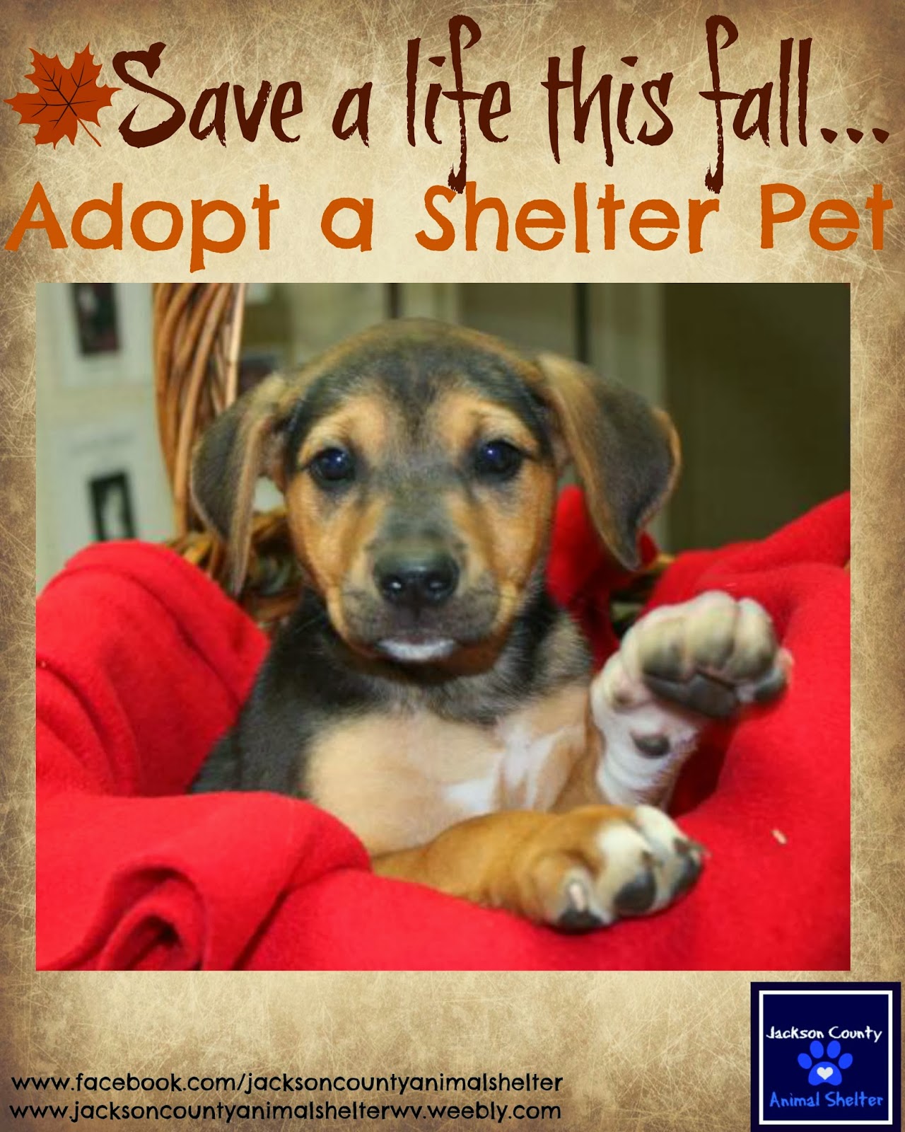 Jackson County Animal Shelter October 2013 operation-kindness-on-twitter-tomorrow-sunday-april-30th-is-national