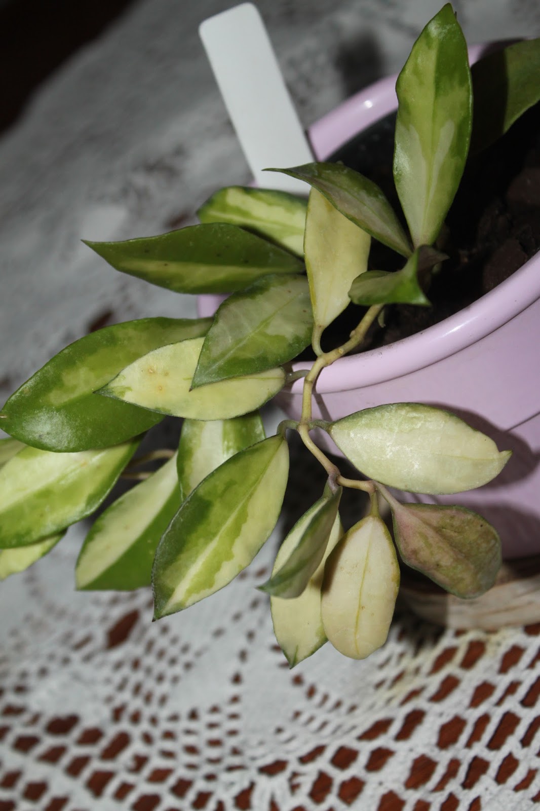 Хойя walliniana variegata