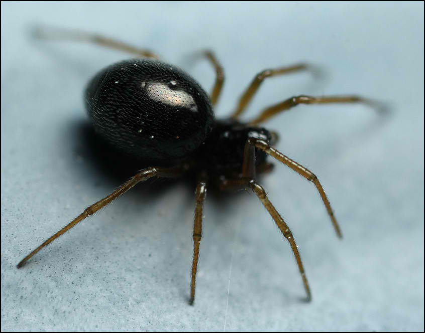 The Life Of n joy Black Spiders The Life Of n joy Black Spiders