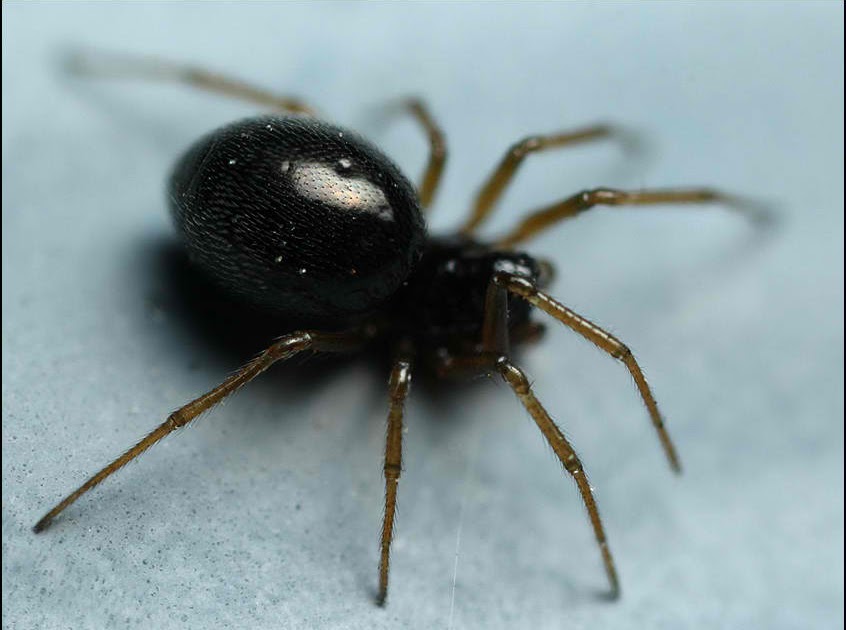 Черный домашний паук фото