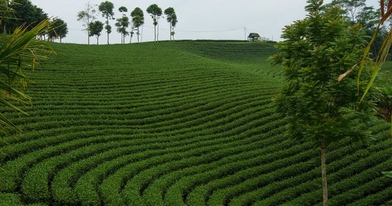 Destinasti Keindahan Wisata Kebun Teh Cikuya di Cibeber ...
