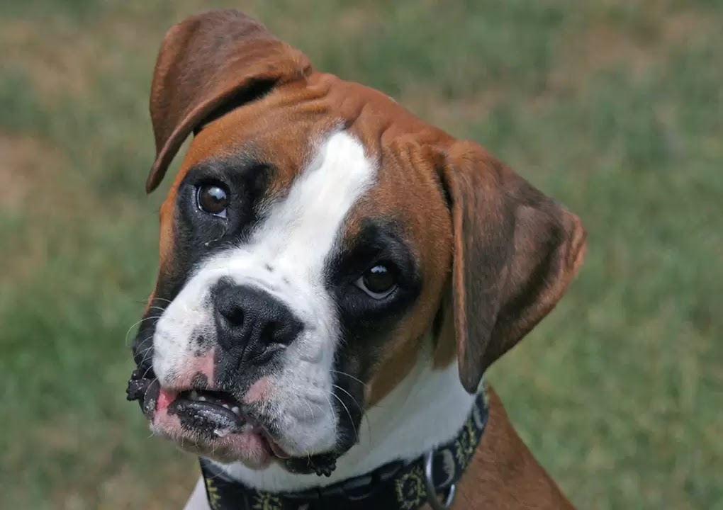 10 Best Dog Breeds For Kids The Buzz Land 10 Best Dog Breeds For Kids The Buzz Land