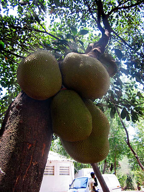 several jackfruits on a tree