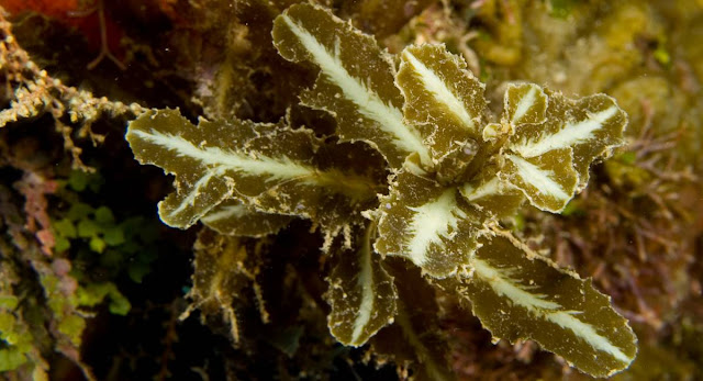 Sargassum, alga parda