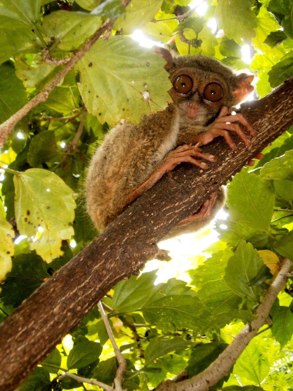 Tergokil 37+ Hewan Mamalia Tipe Peralihan