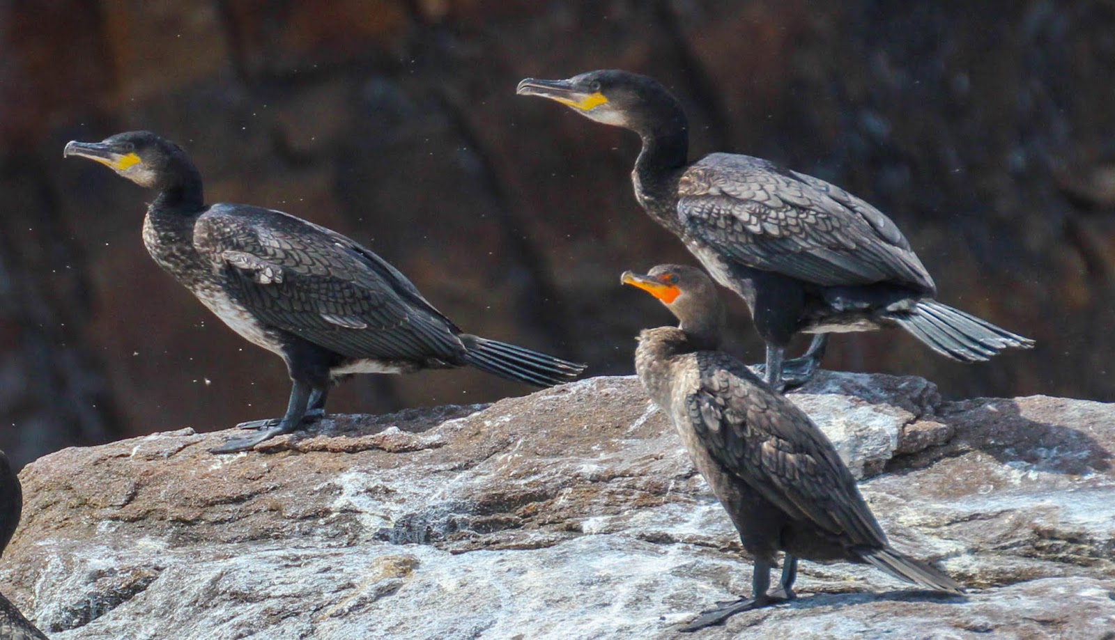 Cannundrums Great Cormorant