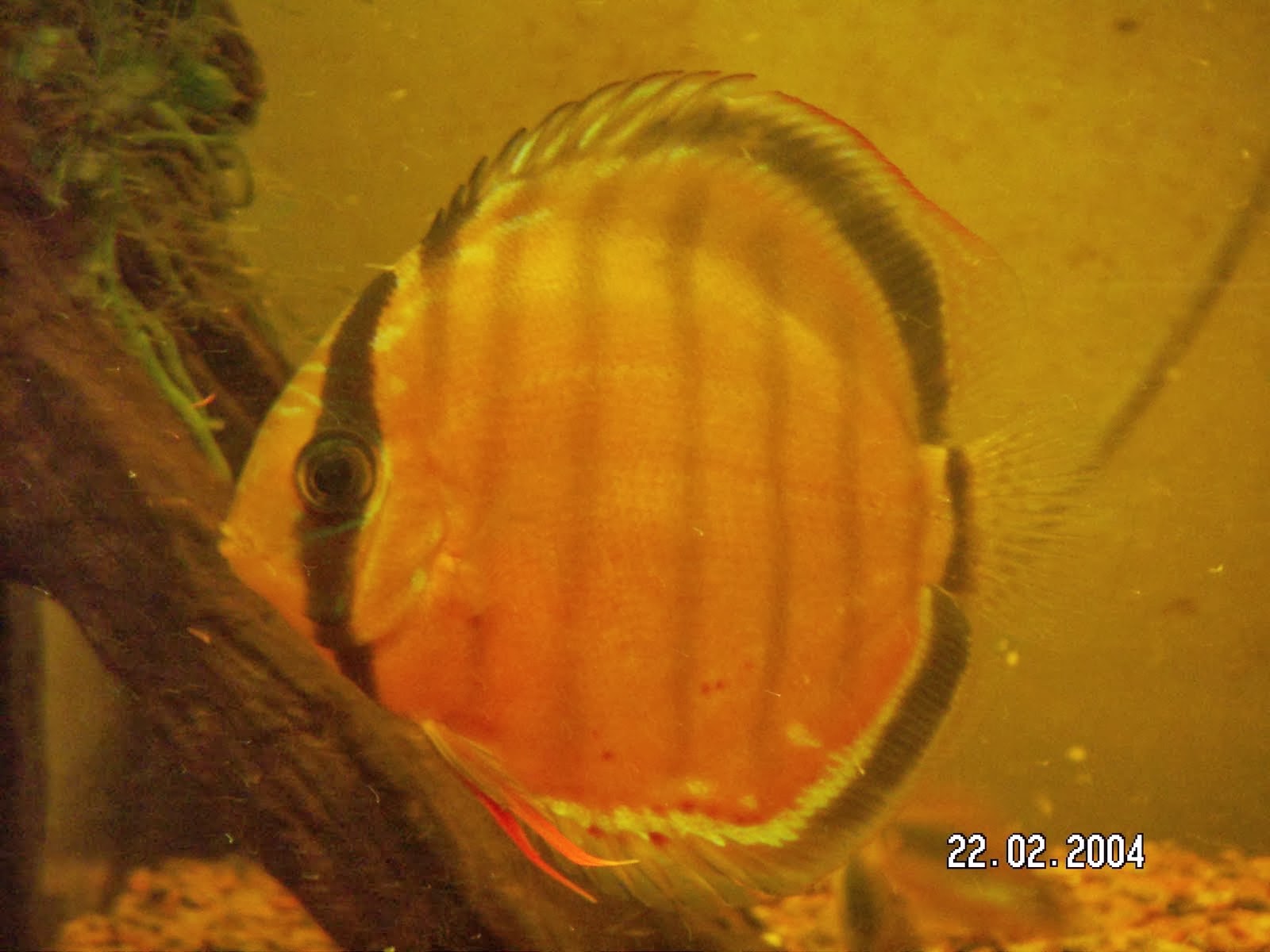 fish share IKAN HIAS SYMPHYSODON YANG CANTIK 9 jpg (1600x1200)