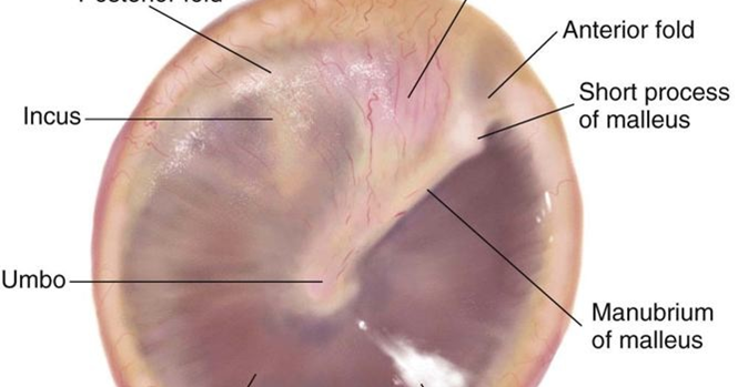 TYMPANIC MEMBRANE ~ Notes on NEET PG