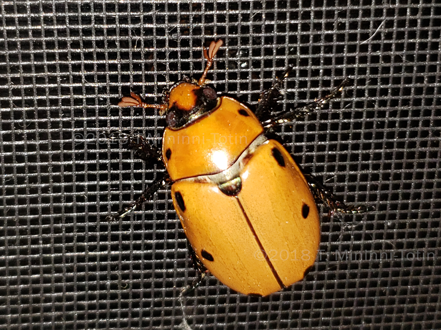 GRAPEVINE BEETLE Pelidnota punctata