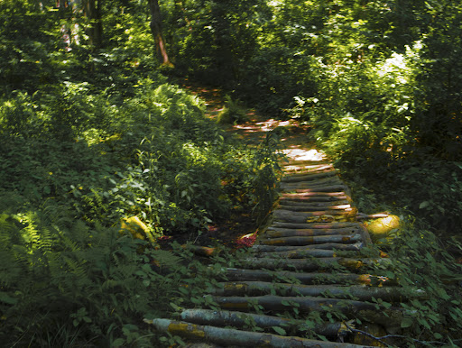 Woodland Trails through Trough Tropical Coastal Forests, Groton CT