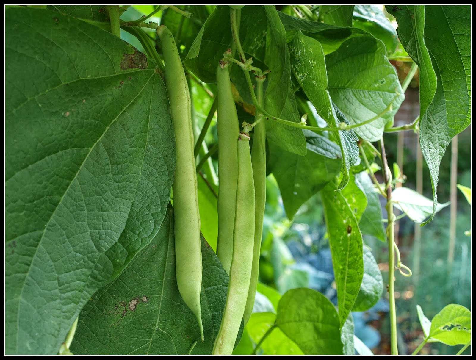 Mark's Veg Plot Climbing bean "Veitch's"