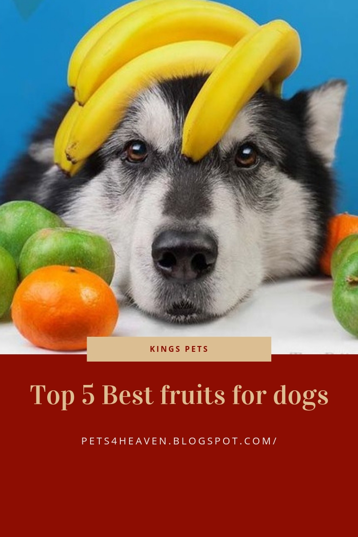 Top 5 Best fruits for dogs