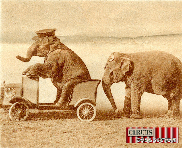 éléphant conduisant une voiture 