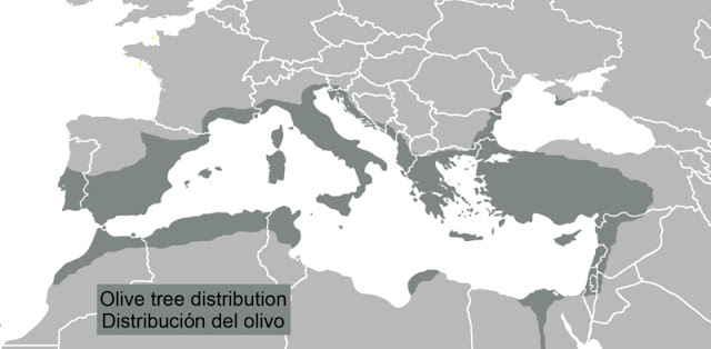 Aceitunas de noviembre 10 de 11. Mapa: Distribución del olivo en el área del Mediterráneo https://commons.wikimedia.org/wiki/File:Olive-trees.png.