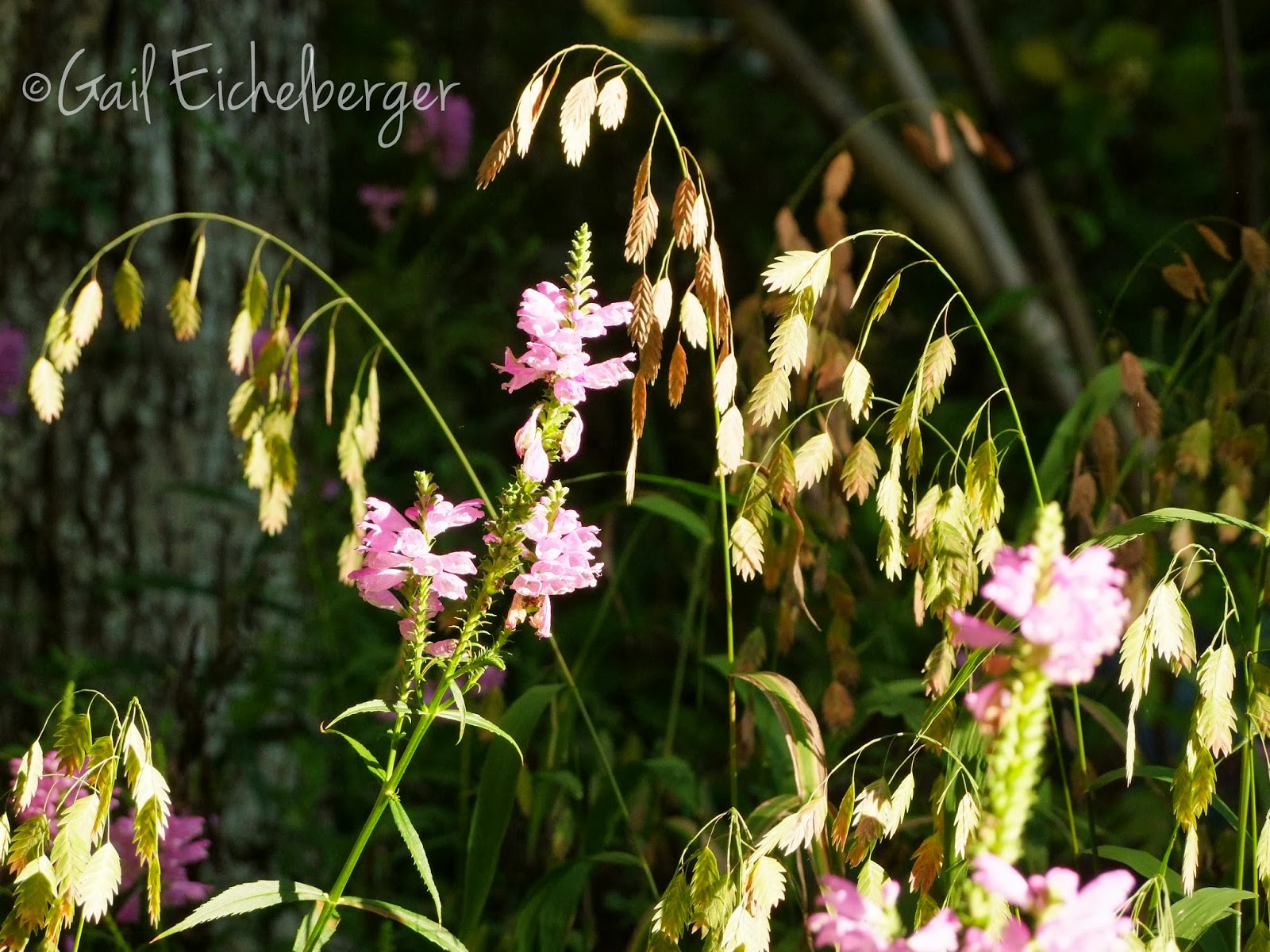 clay and limestone Wildflower Wednesday False Dragonhead
