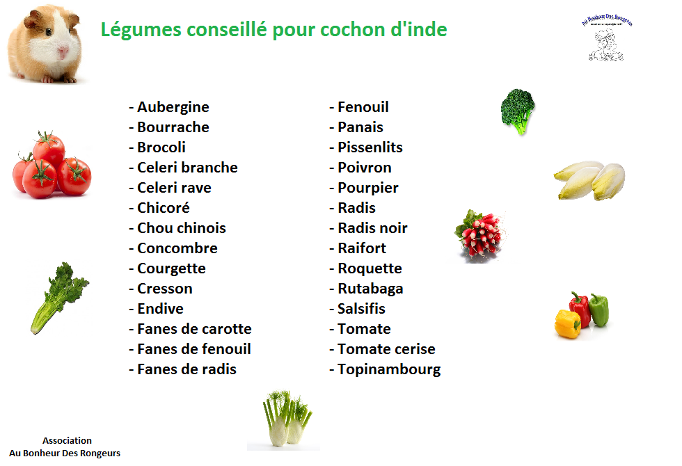 Tout Connaitre Sur Les Cochons D'indes L'Alimentation Tout Connaitre Sur Les Cochons D'indes L'Alimentation
