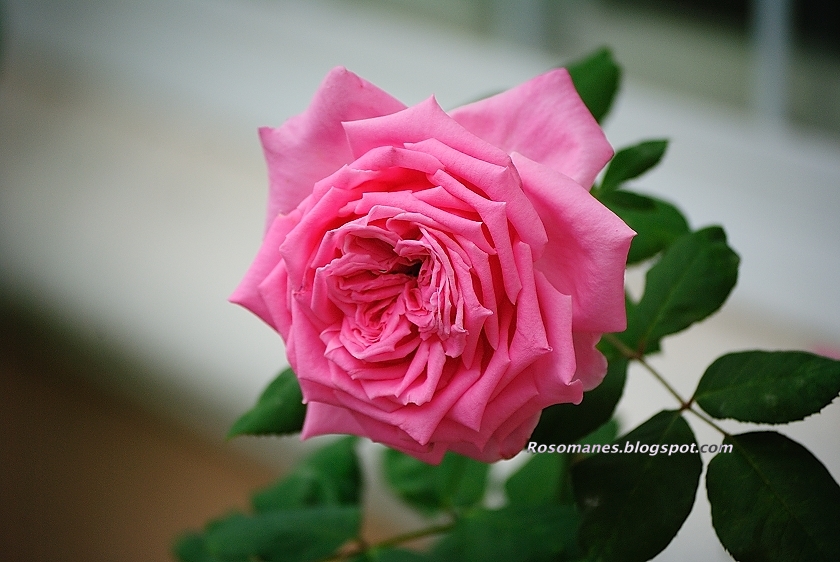 A Rose is a Rose... My Rare Roses Report