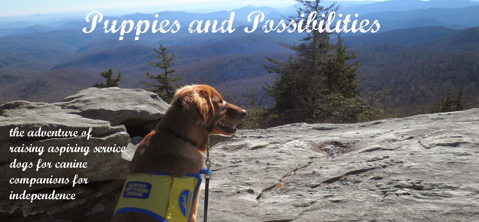 Puppies and Possibilities