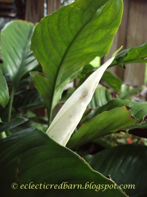 Eclectic Red Barn: Peace Lily Flower Bud