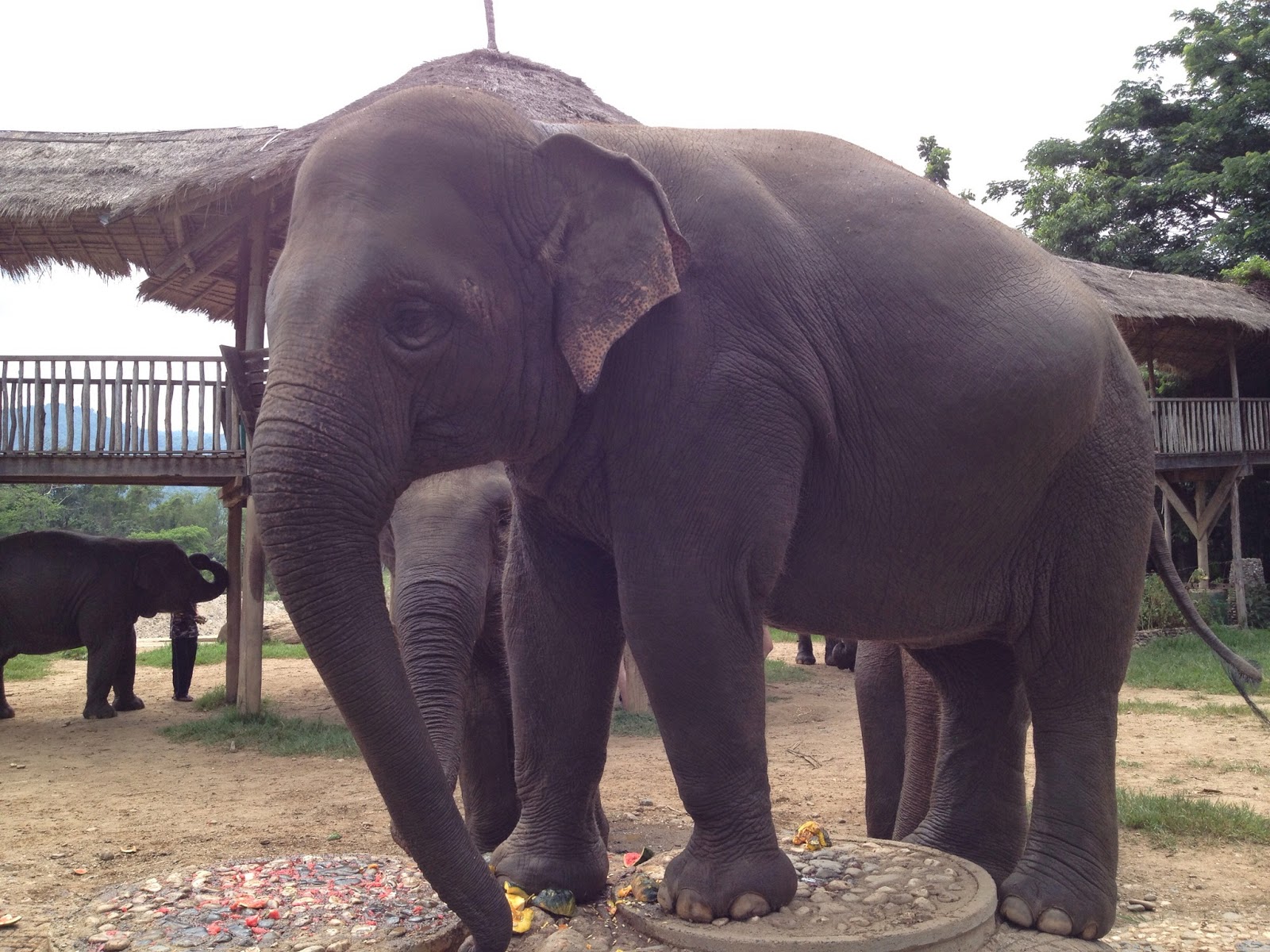 Chiang Mai - Elephants enjoying an after bath snack