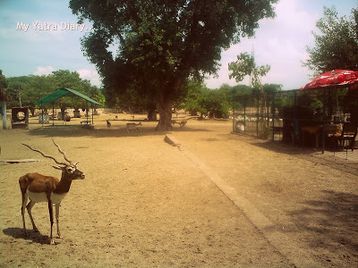 Deer park in Raman Reti, Gokul-Mathura,Uttar Pradesh