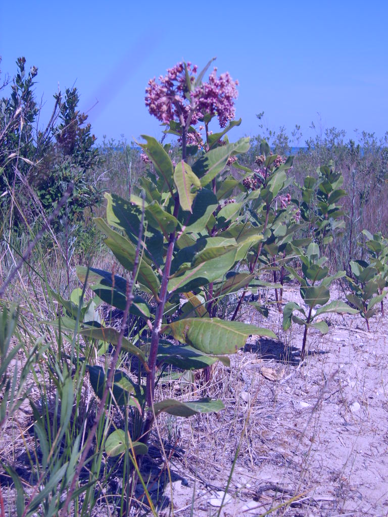 En Gedi Henna: March 2011