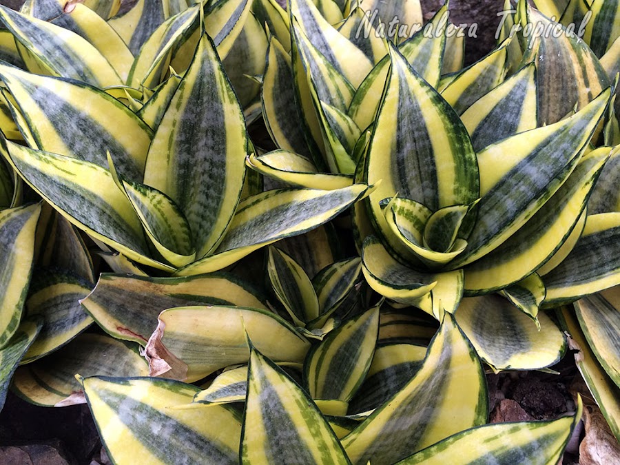 Planta Sansevieria thyrsifolia es purificadora del aire 