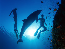 underwater sea hd npicx diving scuba dolphin dolphins dive wallpapers water divers tweet fishes snorkeling