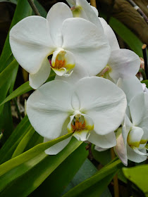 White Phalaenopsis Moth Orchid Centennial Park Conservatory by garden muses-not another Toronto gardening blog