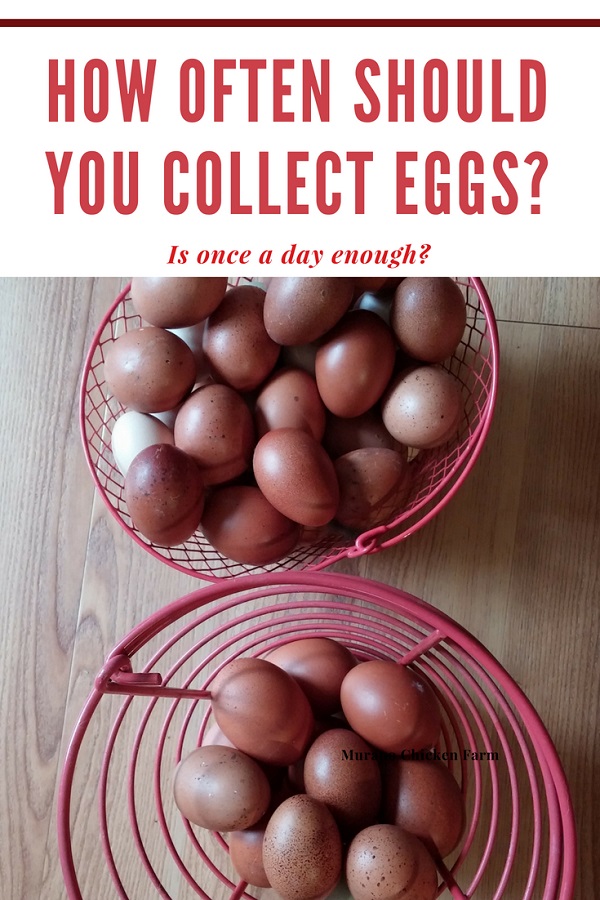 How Often Should You Collect Eggs Murano Chicken Farm how-often-should-you-collect-eggs-murano-chicken-farm
