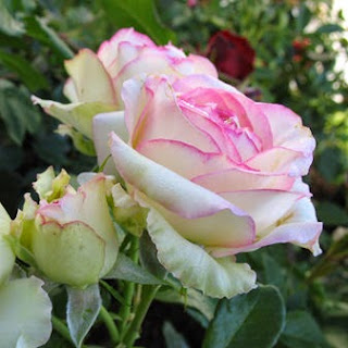 розы, как вырастить красивую розу,болезни розы,характеристика роз, уход за розами,roses, how to grow a beautiful rose diseases roses,feature roses, care for roses,