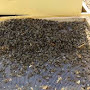 Abeilles mortes sur le plancher de la ruche