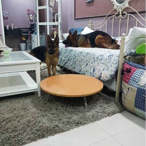 Desert Girl on Kuwait Dog Boarding Services Ghalya's Dog Paradise