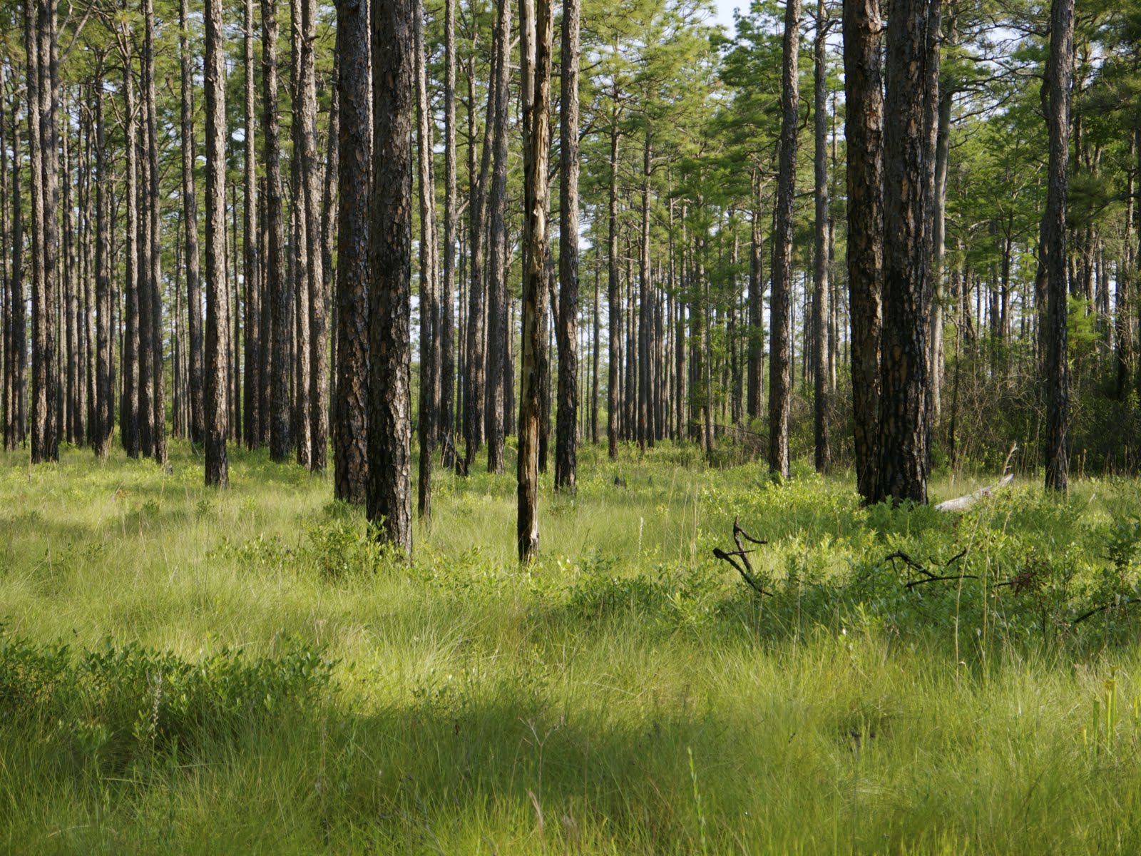 My postcard Green Swamp Preserve in Brunswick County, North Carolina