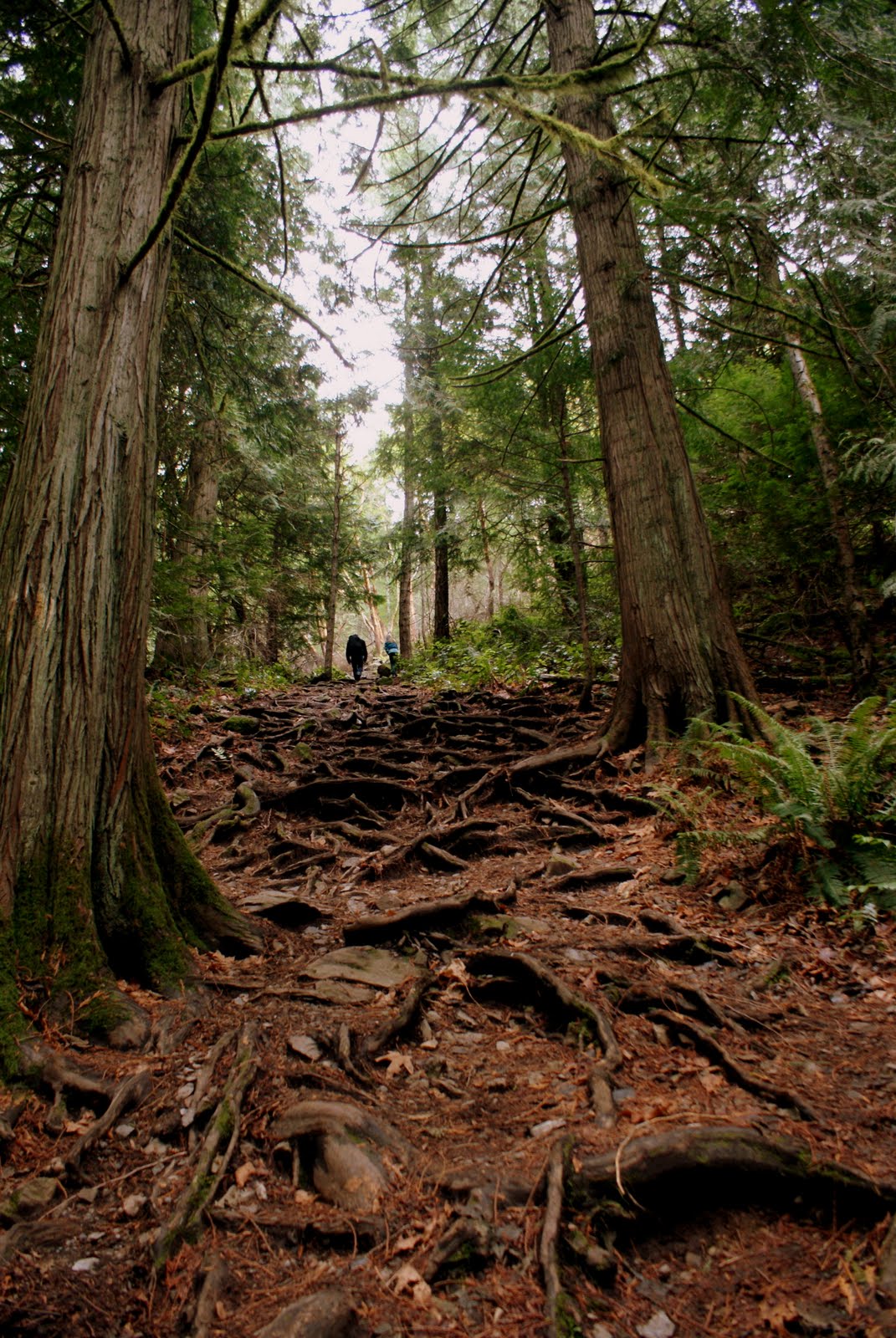 Victoria Daily Photo Mount Finlayson