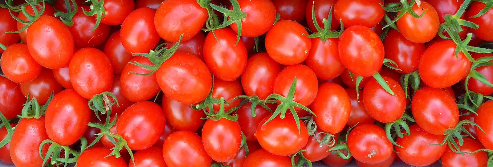 From Seed To Table Variety Spotlight Piccolo Dattero Cherry Tomatoes