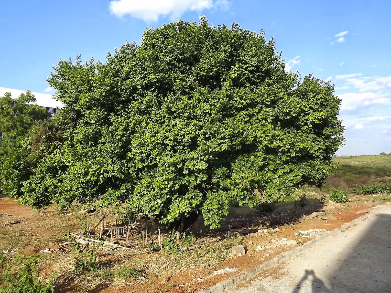 Resultado de imagem para fotos de uma arvore de oiticicas