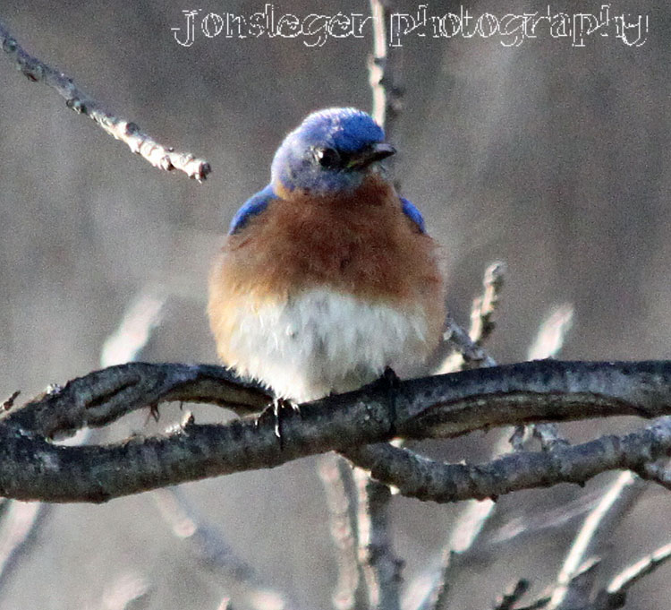 Northern Illinois Birder: Eastern Bluebirds - Texas Birds