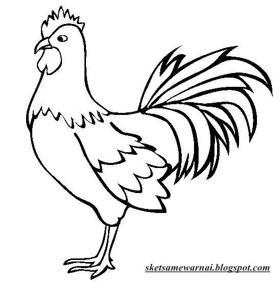 Sketsa Gambar Ayam Jantan - Contoh Sketsa Gambar