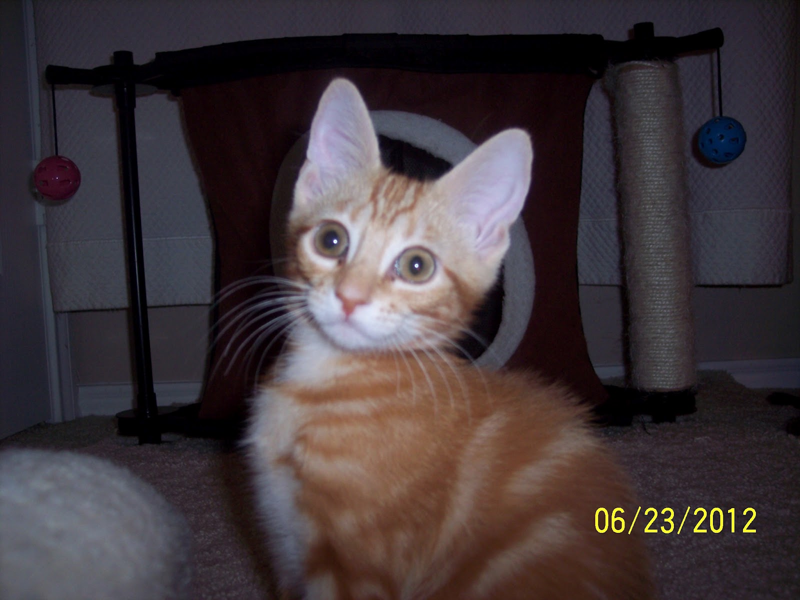 O'Malley Alley Cats Tyler TX: Penelope's Kittens