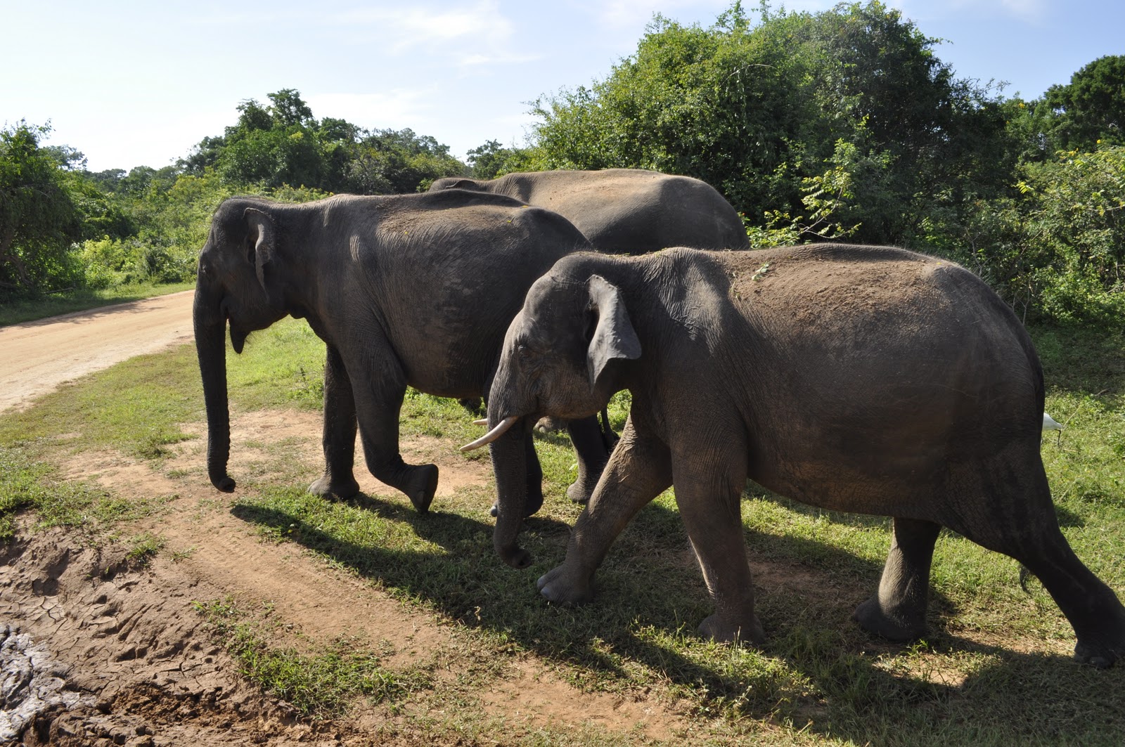 YalaSafari120.JPG