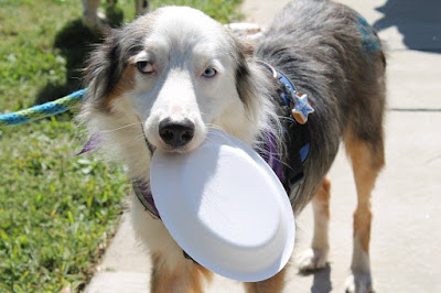 Dog holding his plate-CarmaPoodale.com